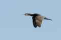 Большой баклан фото (Phalacrocorax carbo) - изображение №175 onbird.ru.<br>Источник: www.birdingintaiwan.com